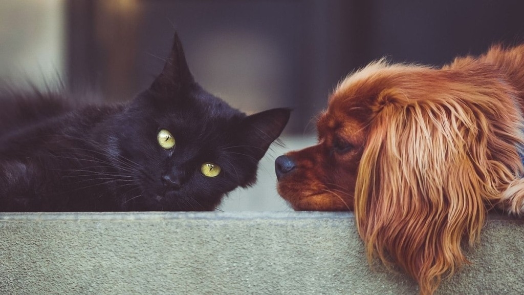 ESTADÃO CONTEÚDO Cães e gatos também enjoam em viagens ESTADÃO CONTEÚDO Cães e gatos também enjoam em viagens