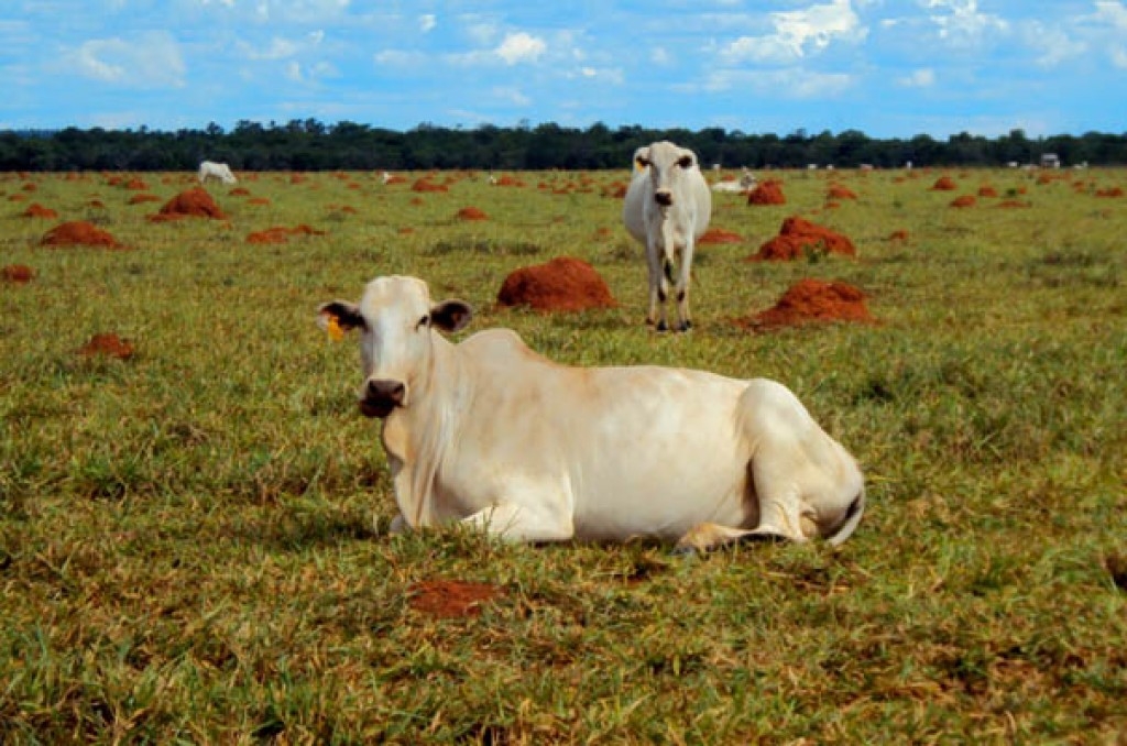 Estudo revela ineficácia do crédito subsidiado na recuperação de pastagens Estudo revela ineficácia do crédito subsidiado na recuperação de pastagens