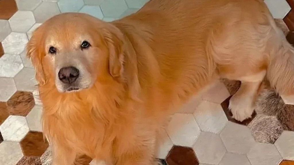 Redação GPS Caso Joca: governo avança na regulamentação do transporte aéreo de pets Redação GPS Caso Joca: governo avança na regulamentação do transporte aéreo de pets