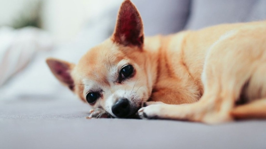 Redação GPS Com a queda das temperaturas, cães idosos precisam de cuidados especiais Redação GPS Com a queda das temperaturas, cães idosos precisam de cuidados especiais