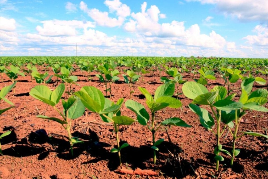 Custos da soja em Mato Grosso sobem impulsionados pelos fertilizantes Custos da soja em Mato Grosso sobem impulsionados pelos fertilizantes