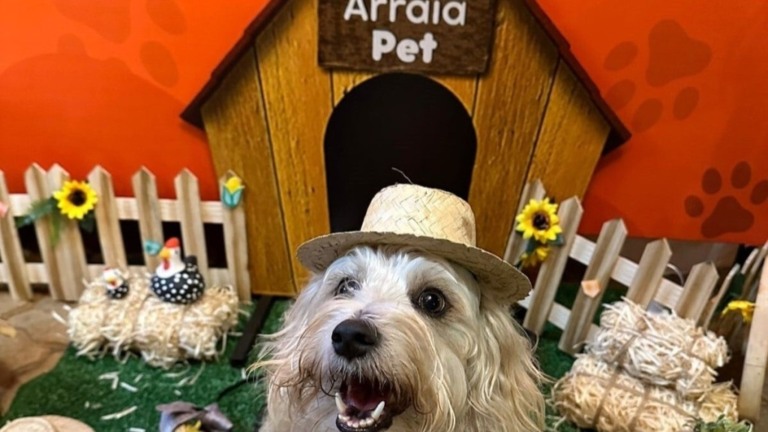 Redação GPS Arraiá Pet Solidário no Noroeste arrecada verba para proteção animal