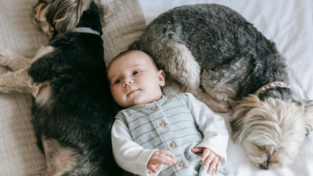 Yumi Kuwano Convivência com pets em casa contribui para desenvolvimento de bebês e crianças Yumi Kuwano Convivência com pets em casa contribui para desenvolvimento de bebês e crianças