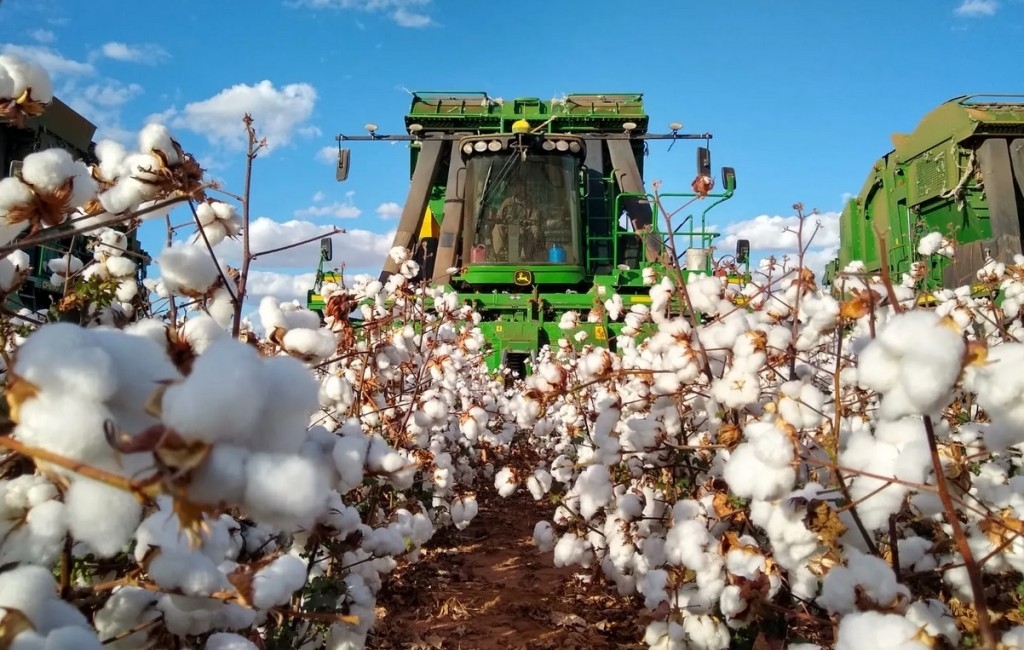 Colheita de algodão alcança 95,6% e pode bater recorde histórico Colheita de algodão alcança 95,6% e pode bater recorde histórico
