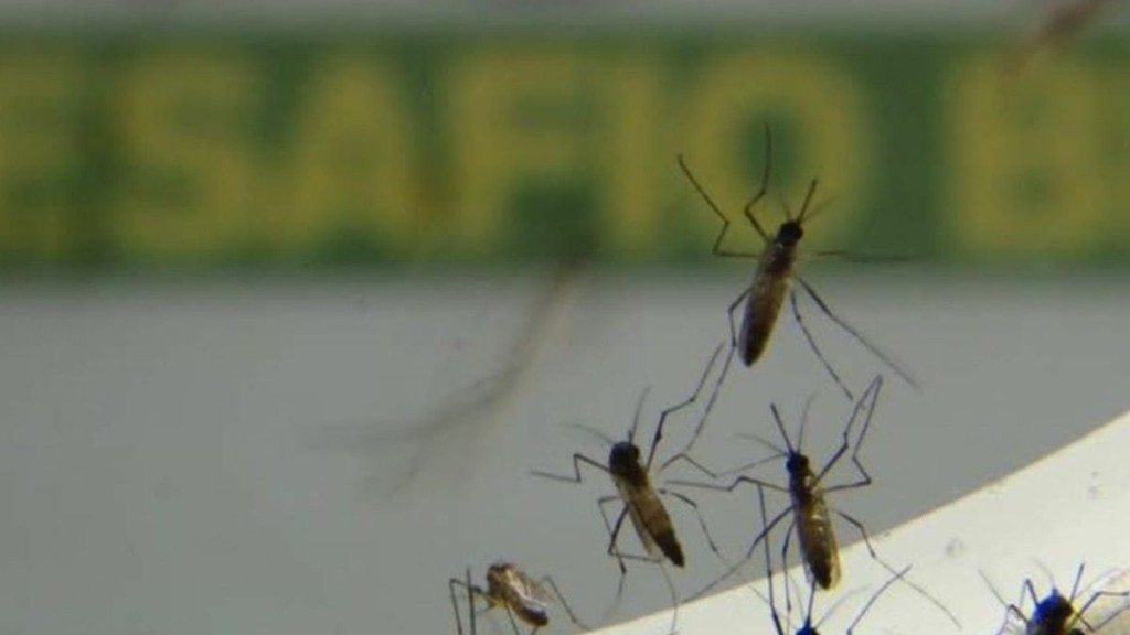 Caio Barbieri CLDF aprova projeto que cria protocolo anual para evitar crise de dengue Caio Barbieri CLDF aprova projeto que cria protocolo anual para evitar crise de dengue