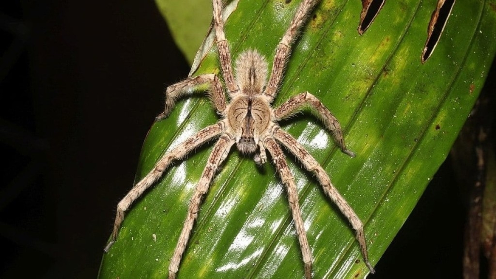 Reprodução A aranha-armadeira também é uma das aranhas venenosas mais famosas do Brasil Reprodução A aranha-armadeira também é uma das aranhas venenosas mais famosas do Brasil