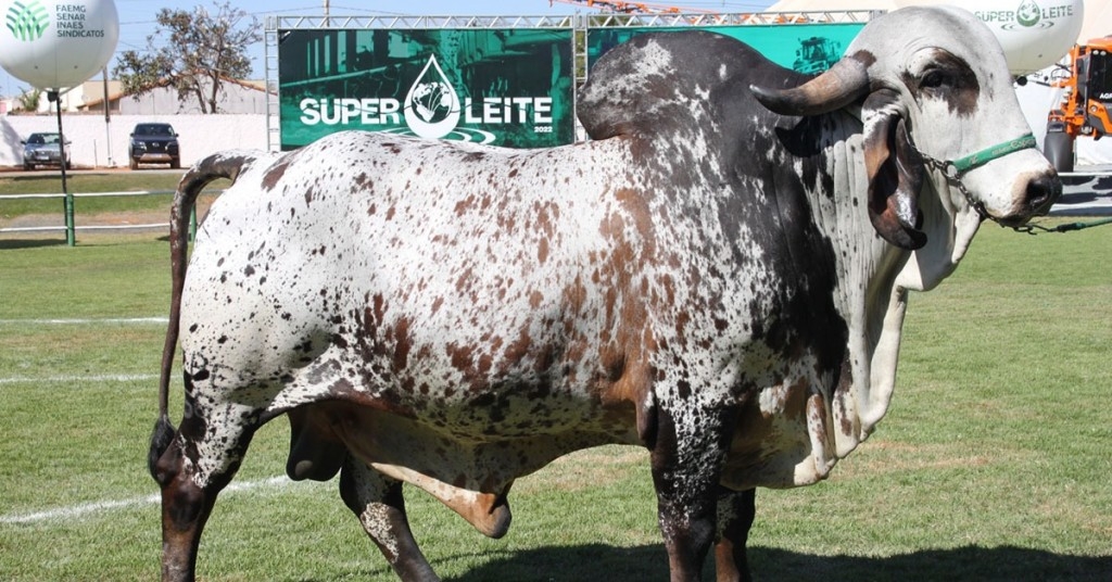 Minas Gerais: superleite deve movimentar R$ 300 em Pompéu Minas Gerais: superleite deve movimentar R$ 300 em Pompéu