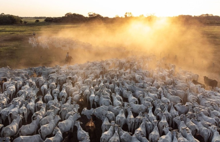 Carne bovina brasileira conquista recorde histórico no primeiro semestre