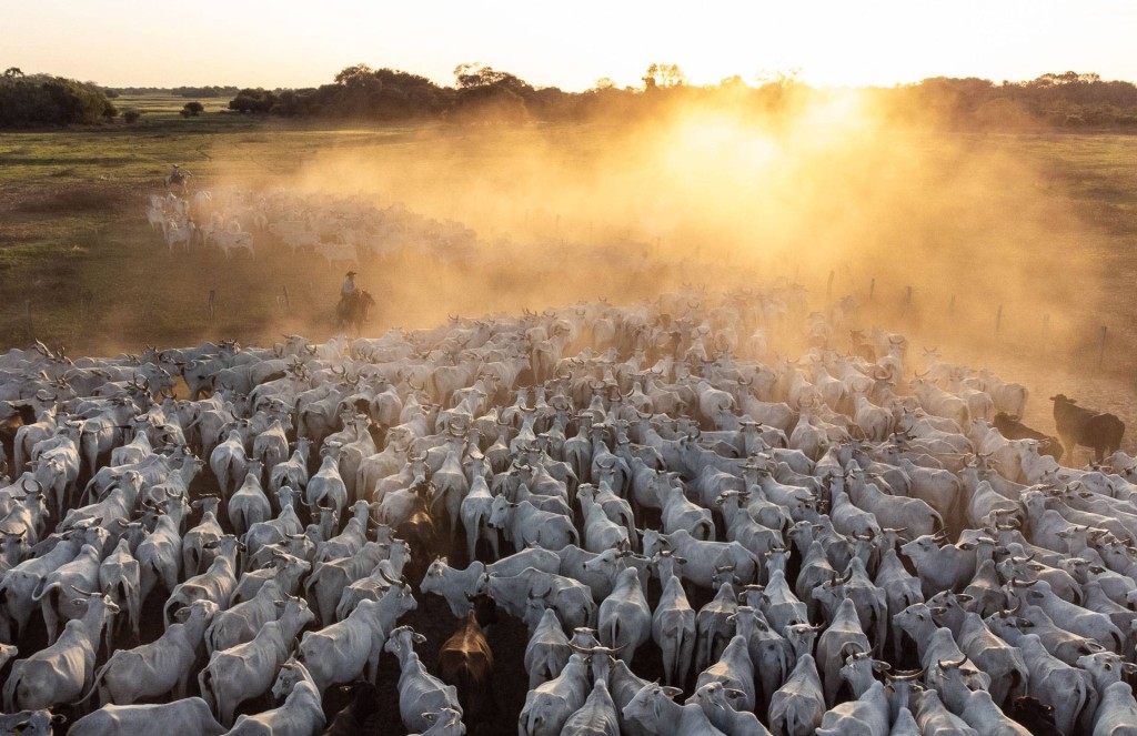 Carne bovina brasileira conquista recorde histórico no primeiro semestre Carne bovina brasileira conquista recorde histórico no primeiro semestre
