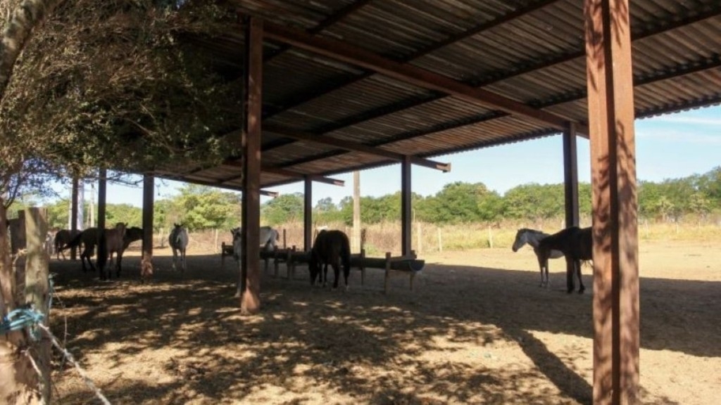 Agência Brasília Novas regras para garantir o bem-estar de animais apreendidos no DF Agência Brasília Novas regras para garantir o bem-estar de animais apreendidos no DF