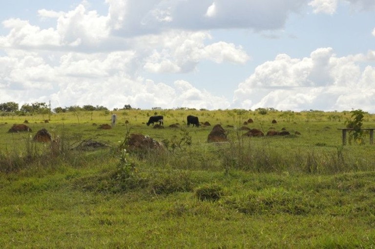 Estudo indica que Brasil tem pastagens sobrando e pode aumentar área de plantio de soja sem desmatar Estudo indica que Brasil tem pastagens sobrando e pode aumentar área de plantio de soja sem desmatar