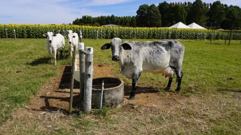Agência Brasília Agronegócio movimentou R$ 6 bilhões no DF em 2023