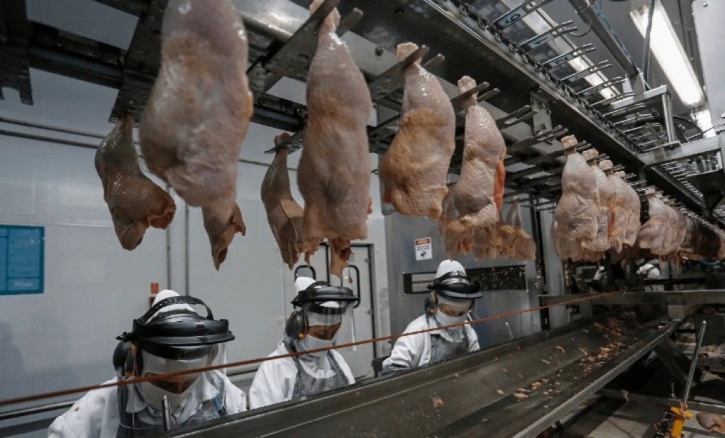 Paraná amplia liderança na produção de proteínas animais e bate recordes em 2024 Paraná amplia liderança na produção de proteínas animais e bate recordes em 2024